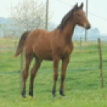 shapeimage_12